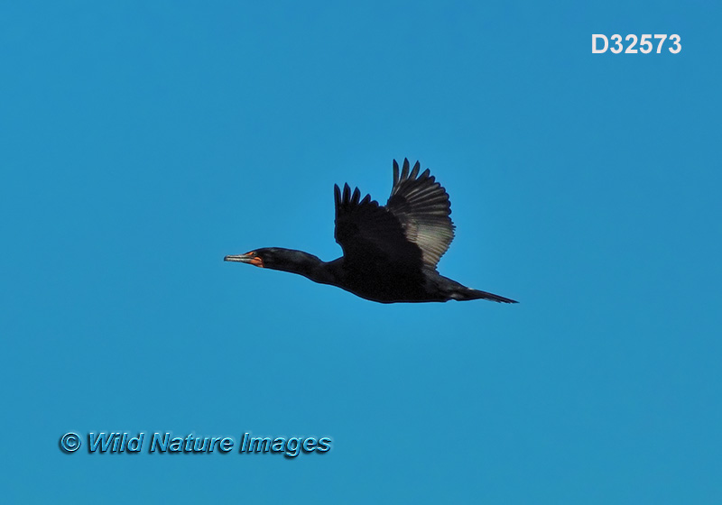 Double-crested Cormorant (Phalacrocorax auritus)